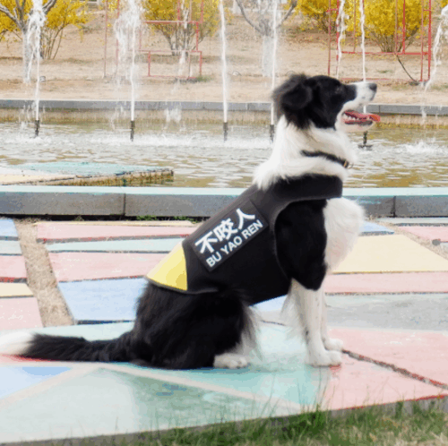 dog wetsuit diving wetsuit doggie wetsuit vest